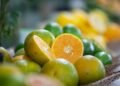 São Paulo produz 80% das laranjas no país; conheça a história e as curiosidades da fruta